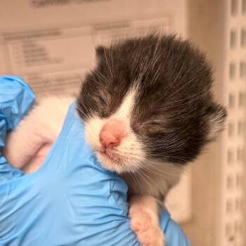 Braxton -  Domestic Short Hair Cat for Adoption in Yuma, Arizona - Braxton | PetCurious