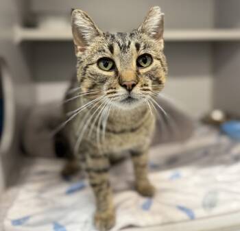 Rescue Domestic Short Hair Cats for Adoption in Sheboygan, Wisconsin - Cassie | PetCurious