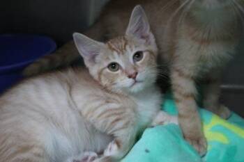 Buoy -  Domestic Short Hair Cat for Adoption in Brunswick, Georgia - Buoy | PetCurious