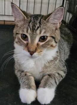 Brahma -  Domestic Short Hair Cat for Adoption in Adrian, Michigan - Brahma | PetCurious