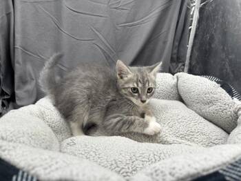 A121518 -  Domestic Short Hair Cat for Adoption in Grovetown, Georgia - A121518 | PetCurious