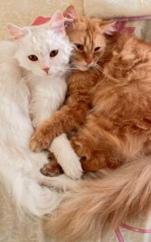 Bonded pair -  Persian Cat Available for Adoption in Brampton, Ontario - Bonded Pair | PetCurious