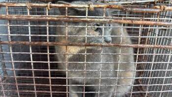 Domestic Short Hair Cats Available for Adoption - MATCHA | PetCurious