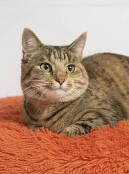 Rescue Domestic Short Hair Cats for Adoption in Bowling Green, Kentucky - Sprint | PetCurious