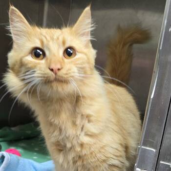 Rescue Domestic Medium Hair Cats for Adoption in Yanceyville, North Carolina - Carrington 25-1715 | PetCurious