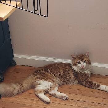 His name is Nems -  Ragdoll Cat for Adoption in New York, New York - His Name Is Nems | PetCurious