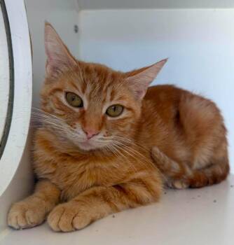 Clementine -  Domestic Short Hair Cat for Adoption in Lagrange, Indiana - Clementine | PetCurious