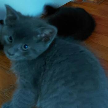 Possum -  Domestic Short Hair Cat Available for Adoption in Springfield, Illinois - Possum | PetCurious