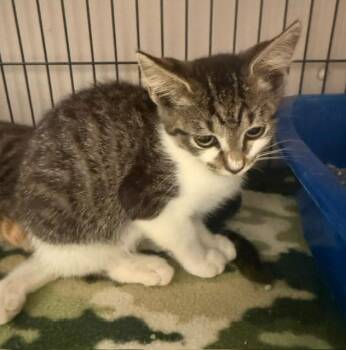 Fae -  Domestic Short Hair Cat for Adoption in Blountville, Tennessee - Fae | PetCurious