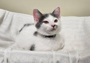 Gandalf -  Domestic Medium Hair Cat for Adoption in Fremont, Ohio - Gandalf | PetCurious