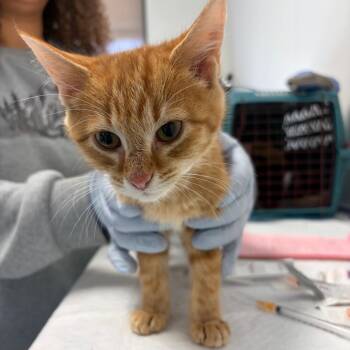 Reeses -  Domestic Short Hair Cat for Adoption in Nashville, Tennessee - Reeses | PetCurious