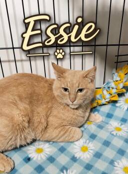 Essie -  Domestic Short Hair Cat for Adoption in Dalton, Georgia - Essie | PetCurious