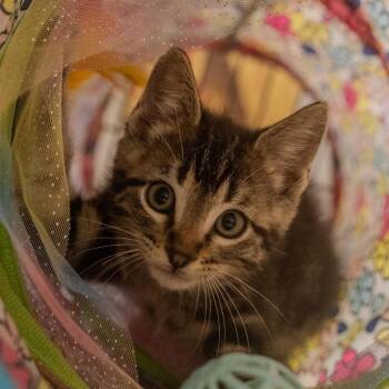 Casey -  Domestic Short Hair Cat for Adoption in Pawling, New York - Casey | PetCurious