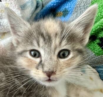 Saffron -  Domestic Short Hair Cat for Adoption in Houston, Texas - Saffron | PetCurious