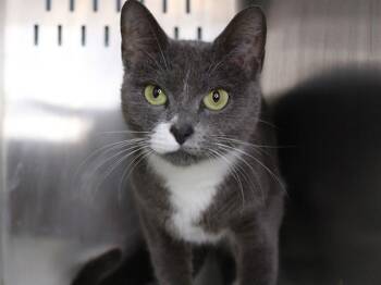 COLBY -  Domestic Short Hair Cat for Adoption in Tallahassee, Florida - COLBY | PetCurious