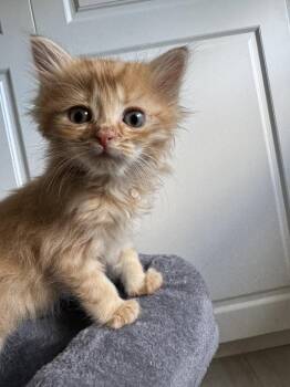 Jeter -  Domestic Medium Hair Cat Available for Adoption in West Palm Beach, Florida - Jeter | PetCurious