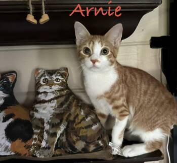 Arnie -  Domestic Short Hair Cat for Adoption in Longwood, Florida - Arnie | PetCurious