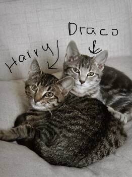 Rescue Domestic Short Hair Cats for Adoption in Nashville, Tennessee - Harry & Draco | PetCurious