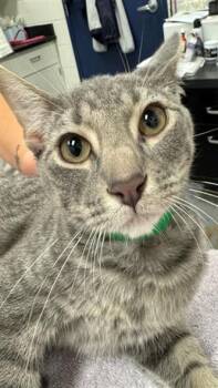 NIGHT LIGHT -  Domestic Short Hair Cat for Adoption in Peoria, Illinois - NIGHT LIGHT | PetCurious