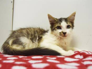 Rescue Domestic Short Hair Cats for Adoption in Sacramento, California - TACO | PetCurious