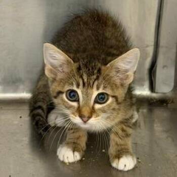 Vivian -  Domestic Short Hair Cat for Adoption in Cumming, Georgia - Vivian | PetCurious
