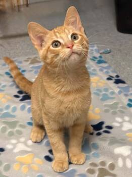 Bumbleberry Pie -  Domestic Short Hair Cat for Adoption in Martinsville, Indiana - Bumbleberry Pie | PetCurious