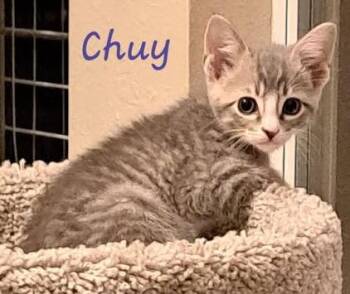 Domestic Short Hair Cats Available for Adoption in Magnolia, Texas - Chuy | PetCurious