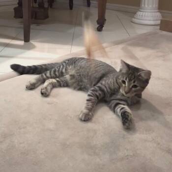 Caramel Frappe -  Domestic Short Hair Cat for Adoption in Los Angeles, California - Caramel Frappe | PetCurious