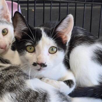 Agatha Christie -  Domestic Short Hair Cat for Adoption in Hattiesburg, Mississippi - Agatha Christie | PetCurious
