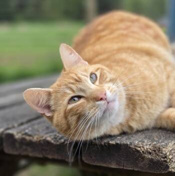 Domestic Short Hair Cats Available for Adoption in Oakville, Washington - Chomper | PetCurious