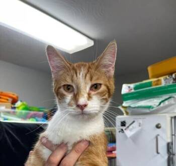 Domestic Short Hair Cats Available for Adoption in Bolivar, Missouri - Sabatour | PetCurious