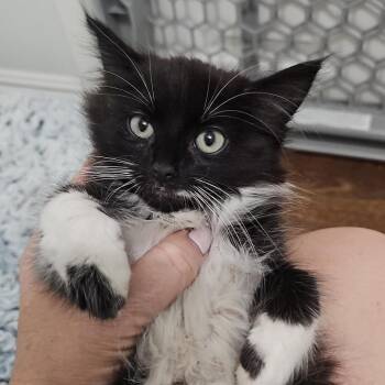 Domestic Medium Hair Cats Available for Adoption in Long Beach, California - June | PetCurious