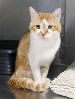 Domestic Short Hair Cats Available for Adoption - BILL | PetCurious