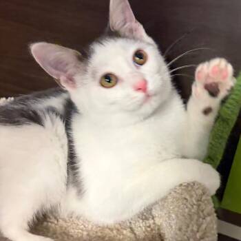 Mario -  Domestic Short Hair Cat for Adoption in Buffalo, New York - Mario | PetCurious