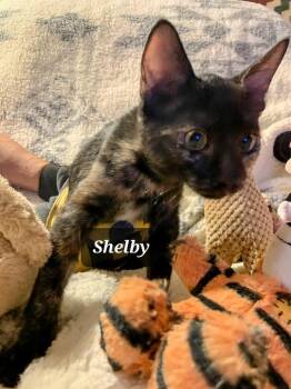 Rescue American Shorthair and Domestic Short Hair Cats for Adoption in Mission Viejo, California - Shelby | PetCurious