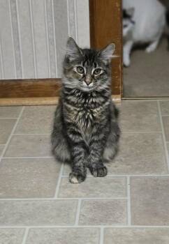 Domestic Long Hair Cats Available for Adoption - Harlow  | PetCurious