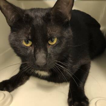 Maggiano -  Domestic Short Hair Cat for Adoption in Oak Park, Illinois - Maggiano | PetCurious