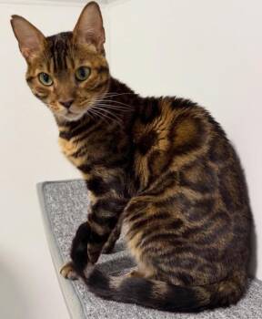 Bengal Cats Available for Adoption in Madison, Wisconsin - ROYCE | PetCurious