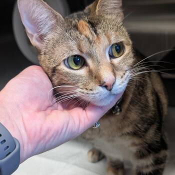 Baby -  Domestic Short Hair Cat for Adoption in Sand Springs, Oklahoma - Baby | PetCurious