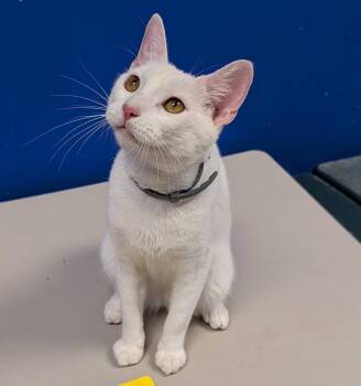 Manx Cats Available for Adoption - Mooney | PetCurious