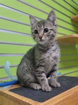 HENDRIX -  Domestic Short Hair Cat for Adoption in St. Peters, Missouri - HENDRIX | PetCurious