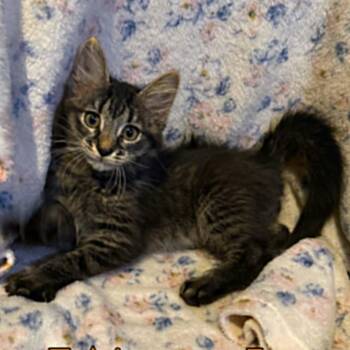 Woody -  Domestic Long Hair and Maine Coon Cat for Adoption in Madisonville, Texas - Woody | PetCurious