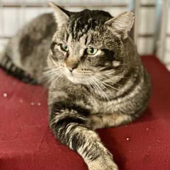 Domestic Short Hair Cats Available for Adoption - Valentino | PetCurious