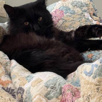 Rescue Domestic Medium Hair Cats for Adoption in Syracuse, New York - Mr Scruffles | PetCurious