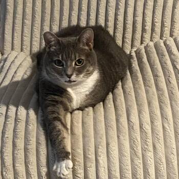 Blair -  Domestic Short Hair Cat for Adoption in Alexandria, Virginia - Blair | PetCurious