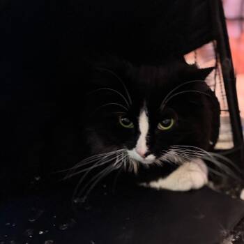 Ethan -  Domestic Short Hair Cat for Adoption in South Elgin, Illinois - Ethan | PetCurious