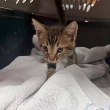 Skeeter -  Domestic Short Hair Cat for Adoption in Starkville, Mississippi - Skeeter | PetCurious