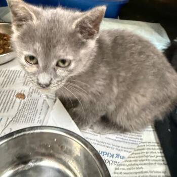 Beluga Whale -  Domestic Short Hair Cat for Adoption in Winston-salem, North Carolina - Beluga Whale | PetCurious