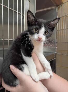 Orpheus -  Domestic Short Hair Cat for Adoption in Hamilton, Ohio - Orpheus | PetCurious