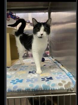 Sam -  Domestic Short Hair Cat for Adoption in Lafayette, Colorado - Sam | PetCurious